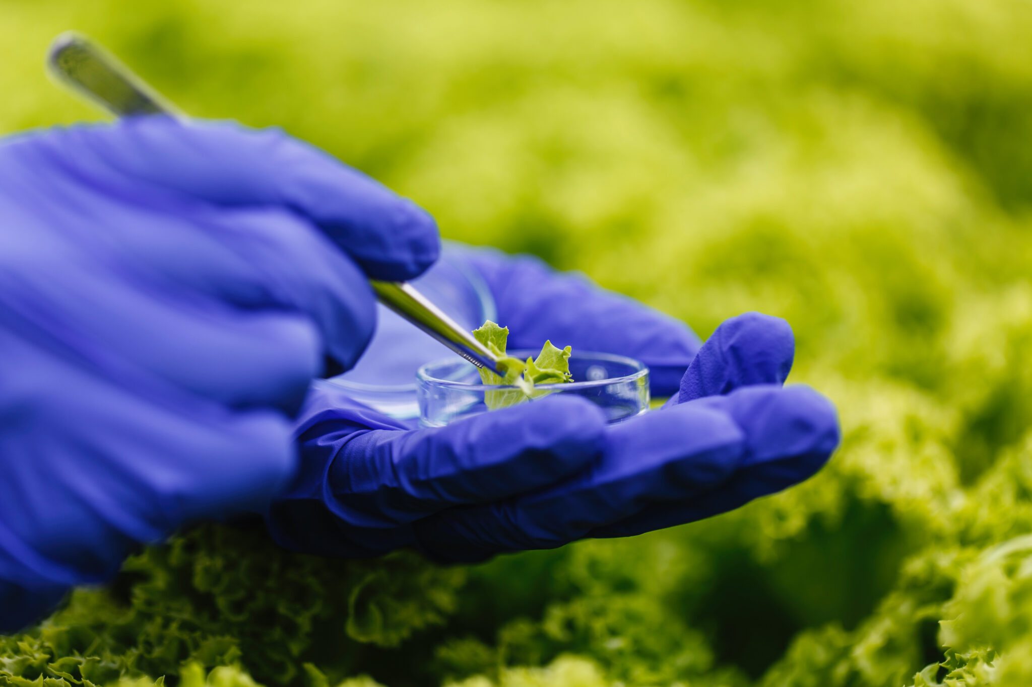 Edição gênica no agro avança e reforça demanda por precisão molecular