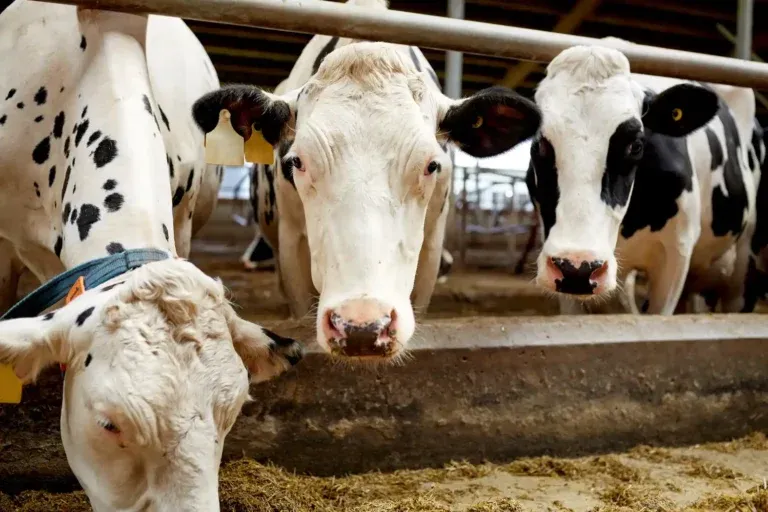 Vacas em um curral de fazenda, com destaque para animais da pecuária leiteira, representando a Brucelose no rebanho e a importância da saúde animal.